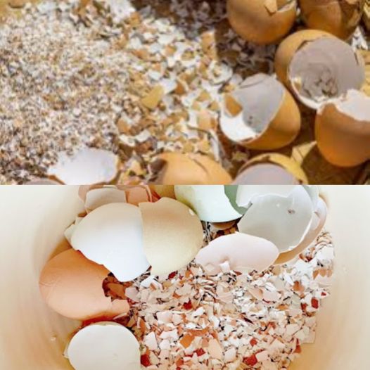 15 Genius Ways to Use Eggshells