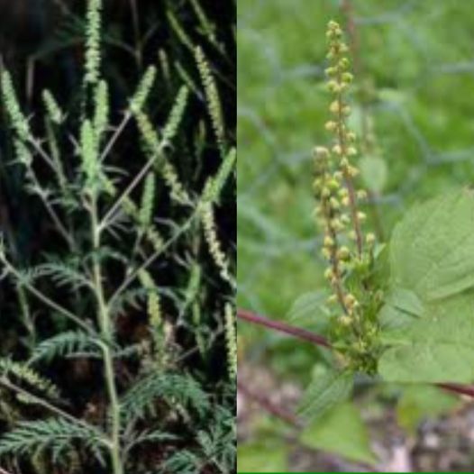 Unlocking the Health Benefits of Common Ragweed: Nature’s Surprising Antihistamine