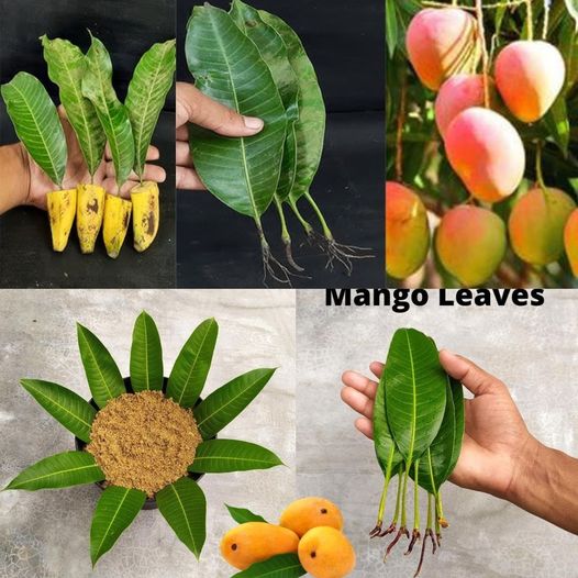 Growing a Mango Tree from Leaves: A Rewarding Experience