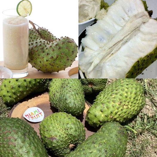 Soursop Juice: A Tropical Delight with Remarkable Health Benefits