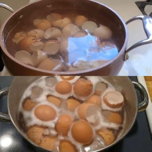 Unlocking the Benefits of Soaking Eggshells in Water