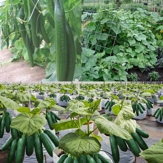 Propagating Cucumbers: A Surprising and Effective Method