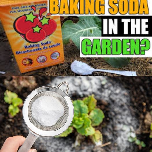 Discover the Magic of Baking Soda in Your Garden: 12 Genius Gardening Hacks Revealed !