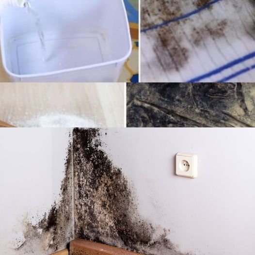 Easily Remove Mold Stains with this Simple Step-by-Step Guide