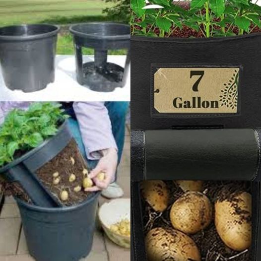 Transform Two Pots into a Potato Planter: A Space-Saving Gardening Hack