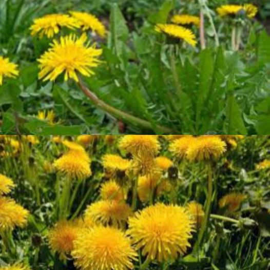 Dandelion: A Powerful Plant with Countless Health Benefits