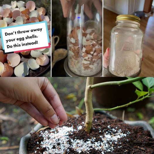 Eggshells: Unleashing Their Hidden Potential in Your Garden