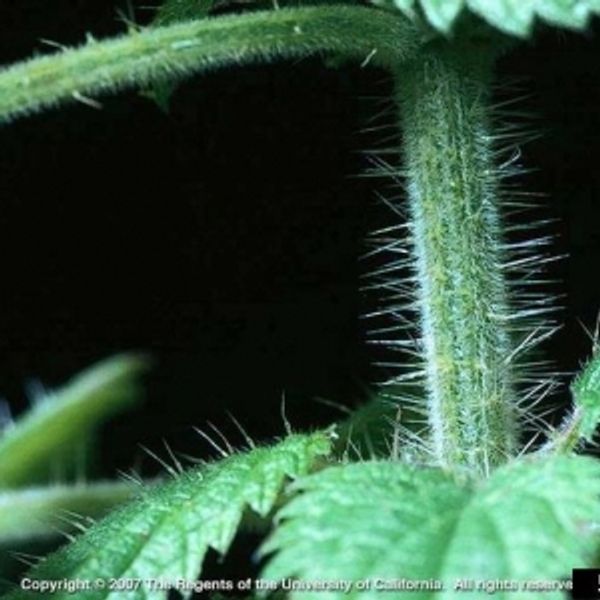 Discover the Benefits of Stinging Nettle