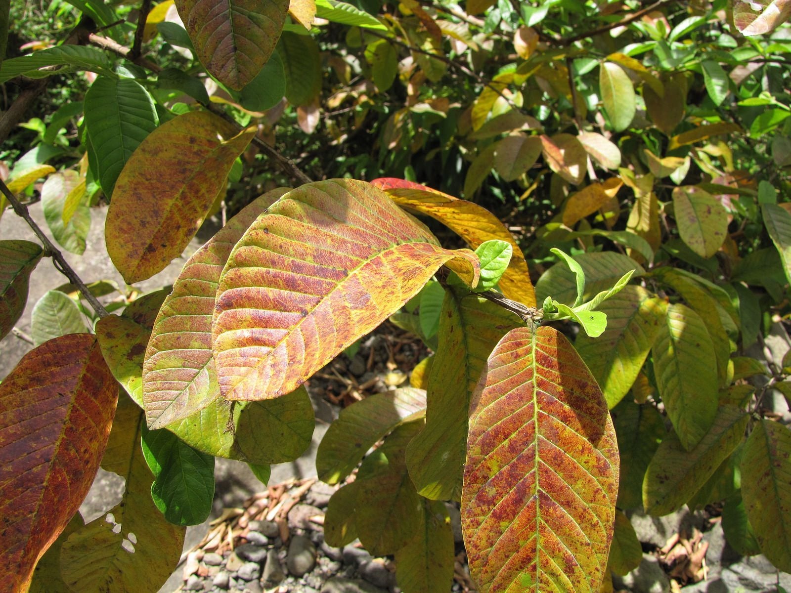 Boil Guava Leaves for These Incredible Health Benefits