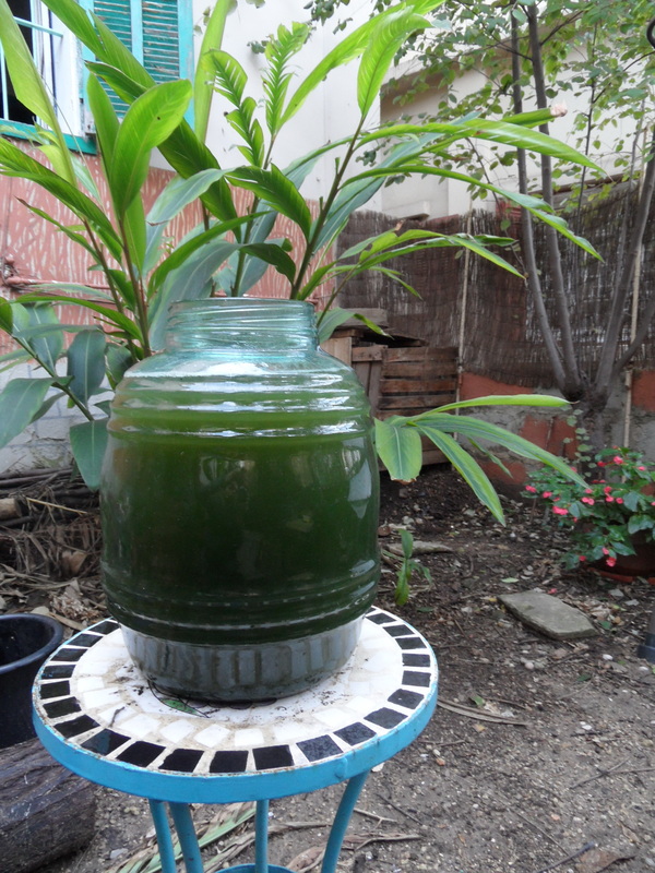 You Won’t Believe What I Used to Make My Plants Grow Faster: Nettle Fertilizer!