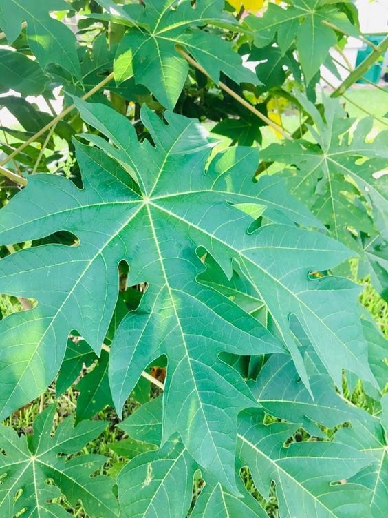 Unlock the Power of Papaya Leaf Tea: Health Benefits.