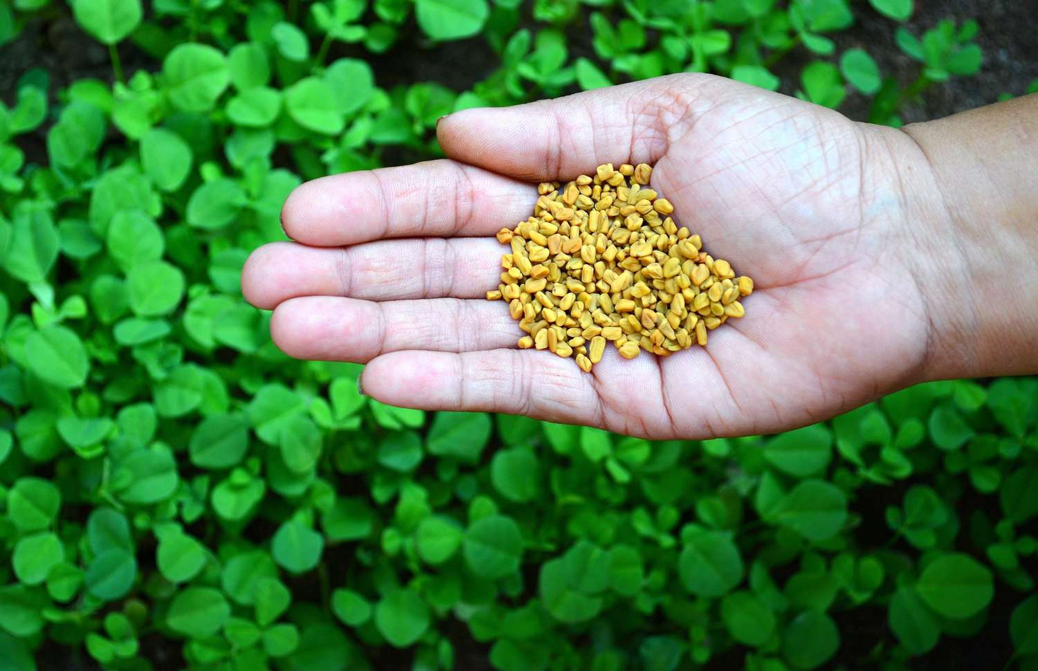 DIY Homemade Fenugreek Shampoo for Silky, Smooth, Shiny & Soft Hair