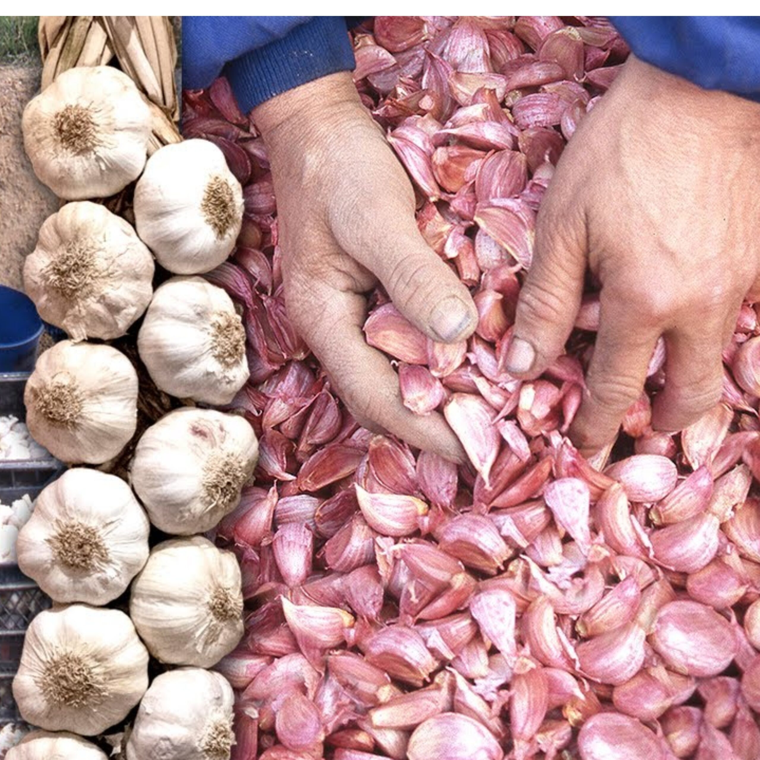 The garlics. Planting, cultivation, winnowing and traditional braiding