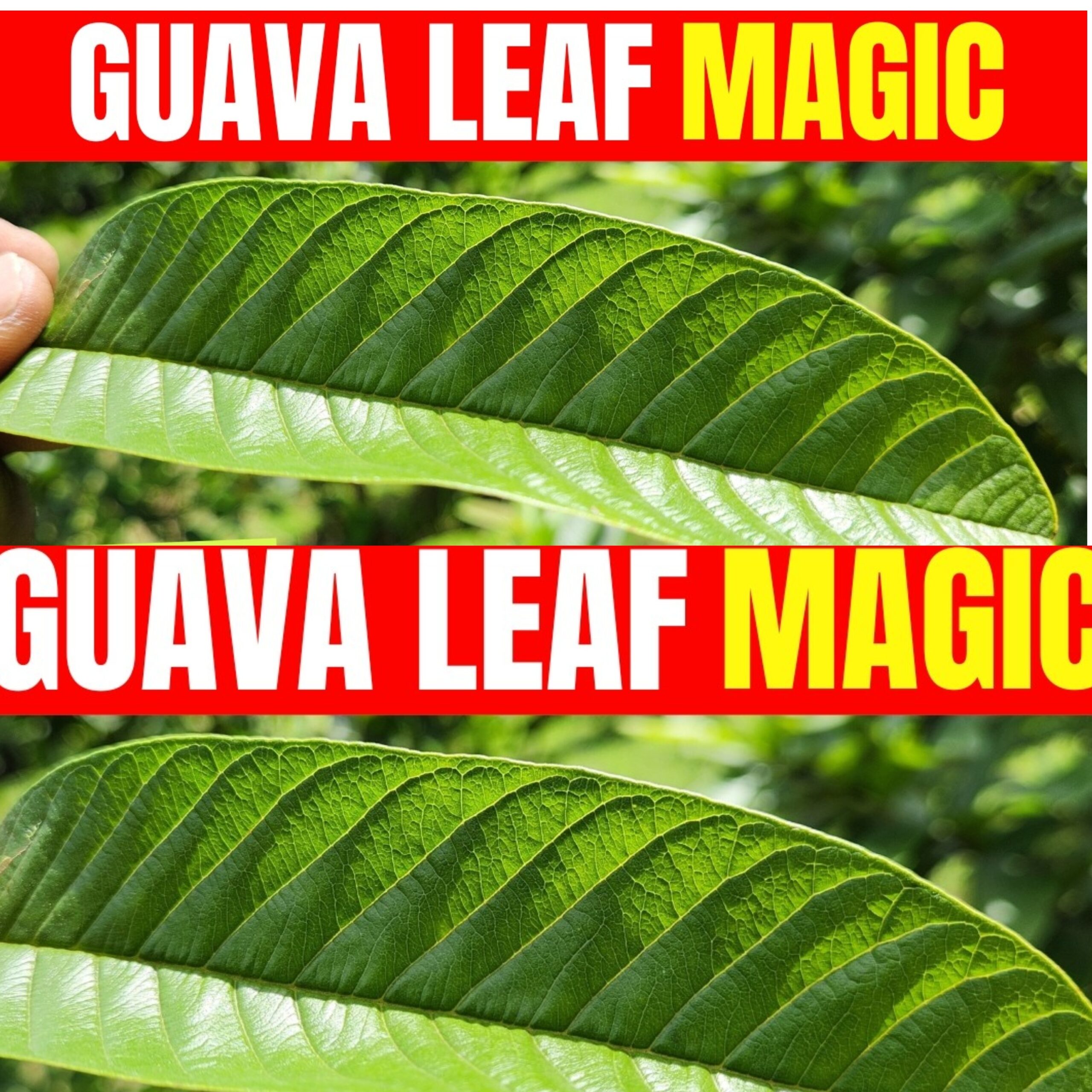 😲INCREDIBLE Benefits Of Guava Leaves | 15 Reasons To Drink Now!