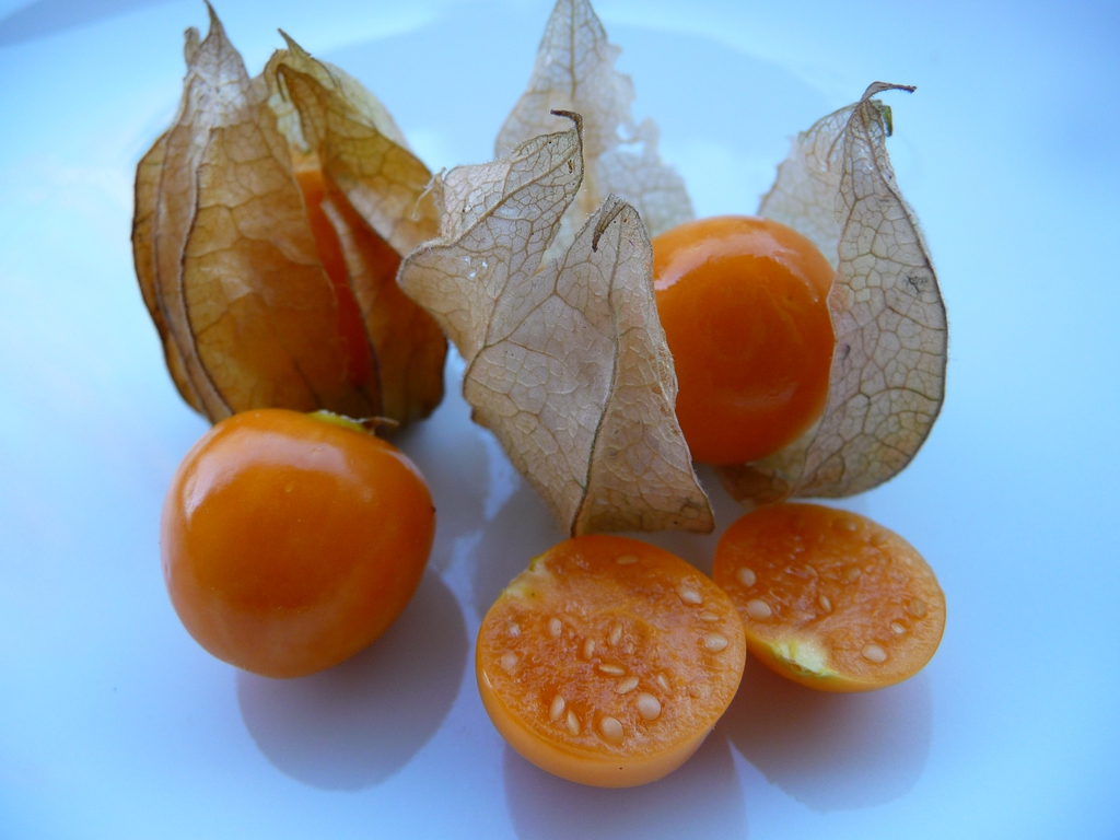 Just One Leaf of This Plant Is Worth a Gold Mine: Physalis (Canapum) – What It’s Used For