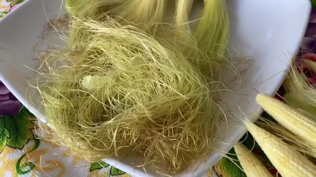 Learn About the Benefits of Corn Hairs (Corn Silk)