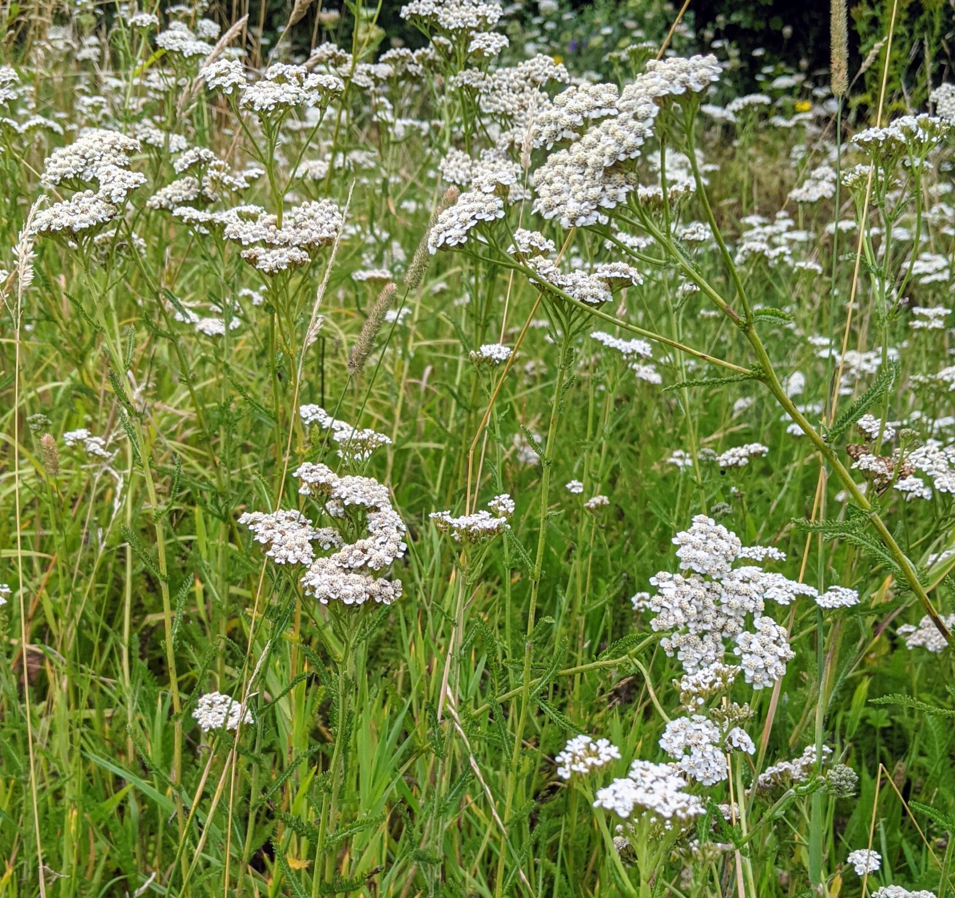 Yarrow: A Powerful Plant for First and Last Aid – Blooms All Summer Long