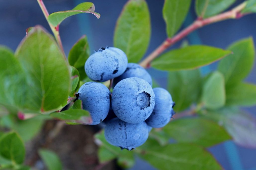 Blueberries: The No. 1 Natural Remedy for Cataracts and Other Eye Diseases