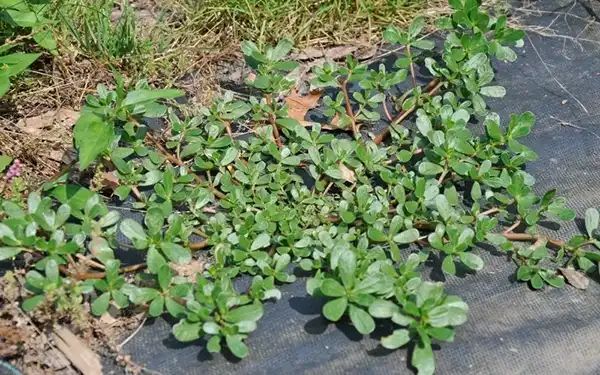 Why You Should Embrace Purslane in Your Garden: 8 Compelling Reasons