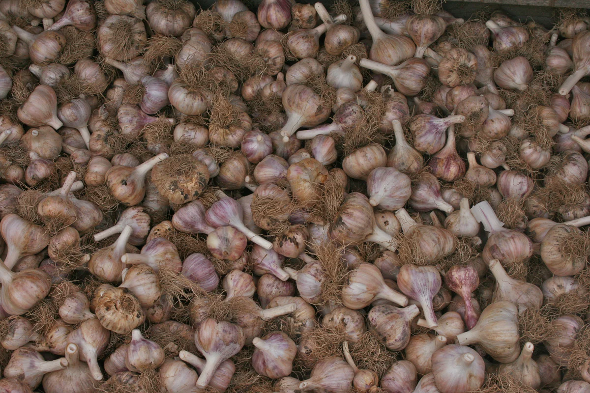 Double the Yield of Garlic – Sow in Autumn and Spring and Enjoy Large Heads