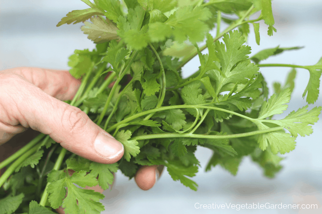 How to Preserve Cilantro So It Won’t Go Bad for Months