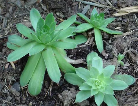 Here’s Why You Should Eat a Houseleek Leaf in the Morning Before Coffee and Breakfast