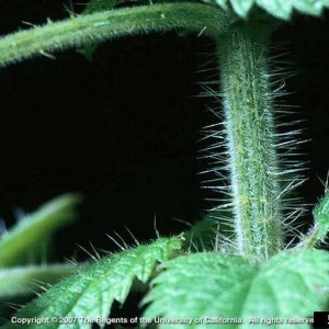 Stinging Nettle: Unveiling the Nutritional Powerhouse