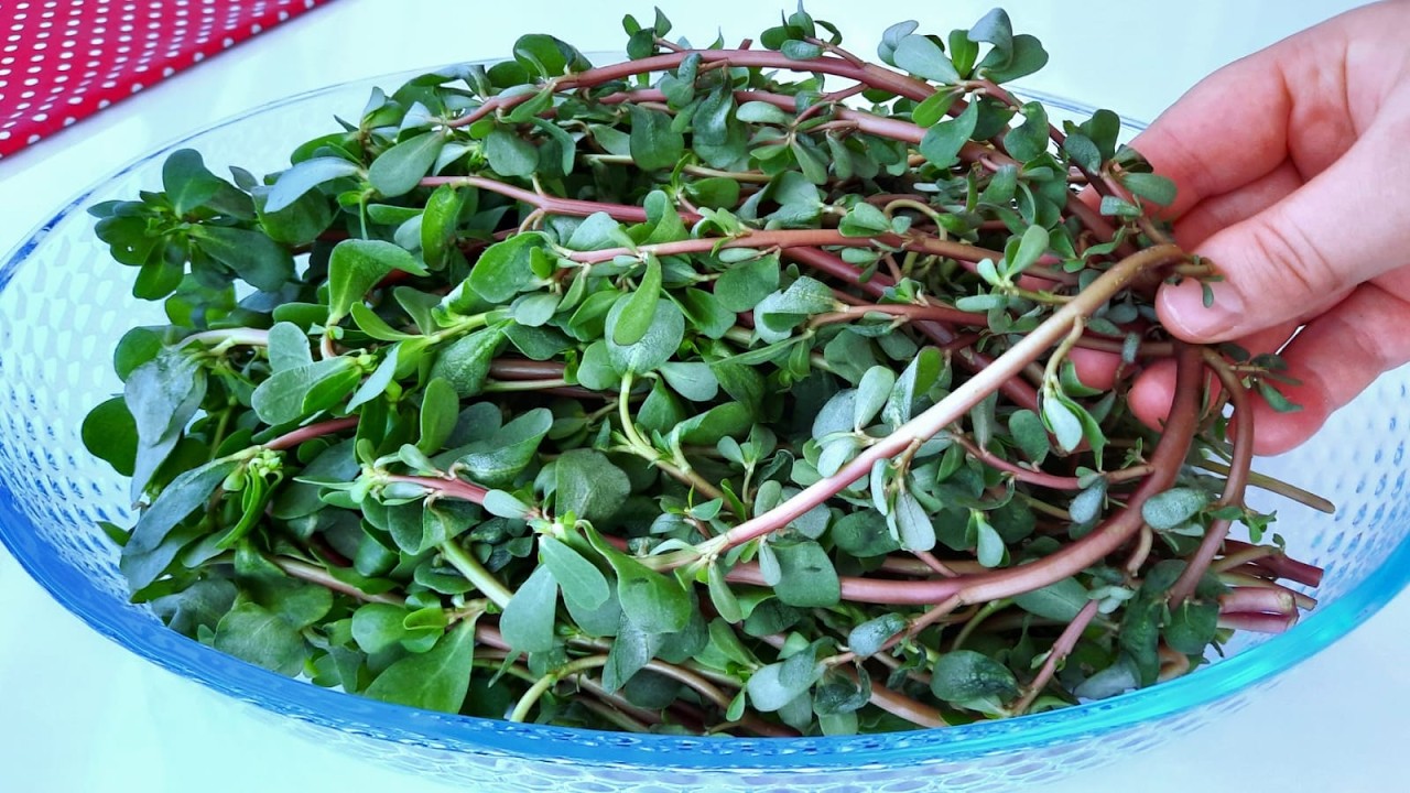 Grandma Taught Me How to Cook Purslane More Delicious Than Meat! (Did You Know That?)