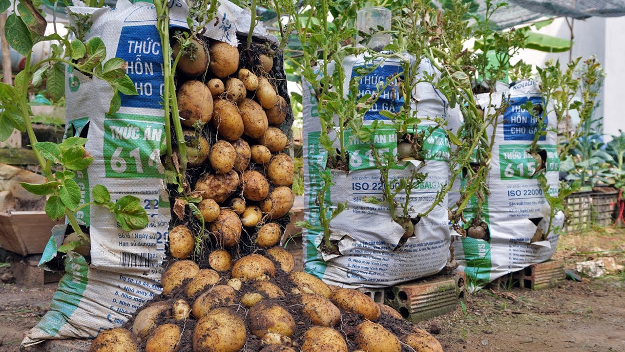 How to grow a lot of potatoes in a container