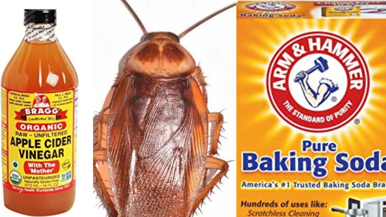 3 Effective Ways to Kill Pests with Baking Soda and Vinegar