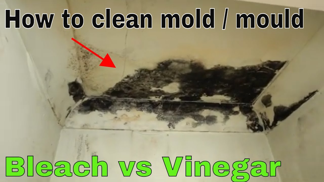 How to Remove and Kill Mold: Bleach vs. Vinegar