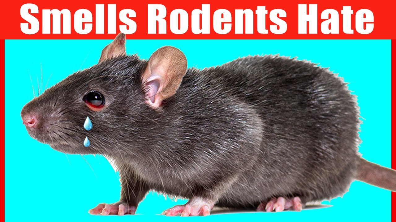 12 Smells That Mice and Rats Hate: Surprising Deterrents to Keep Rodents Away