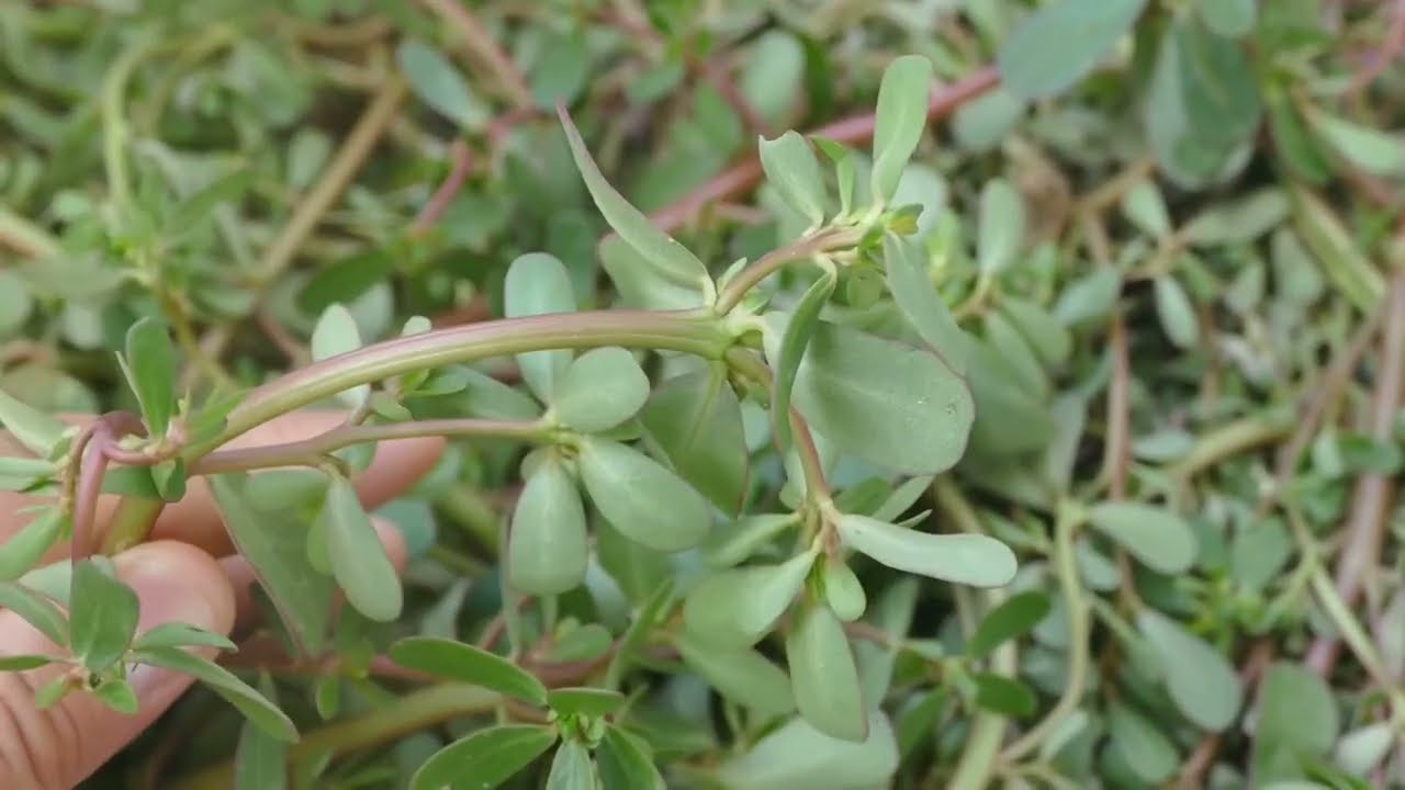 Discover the Amazing Health Benefits of Purslane! 🌱