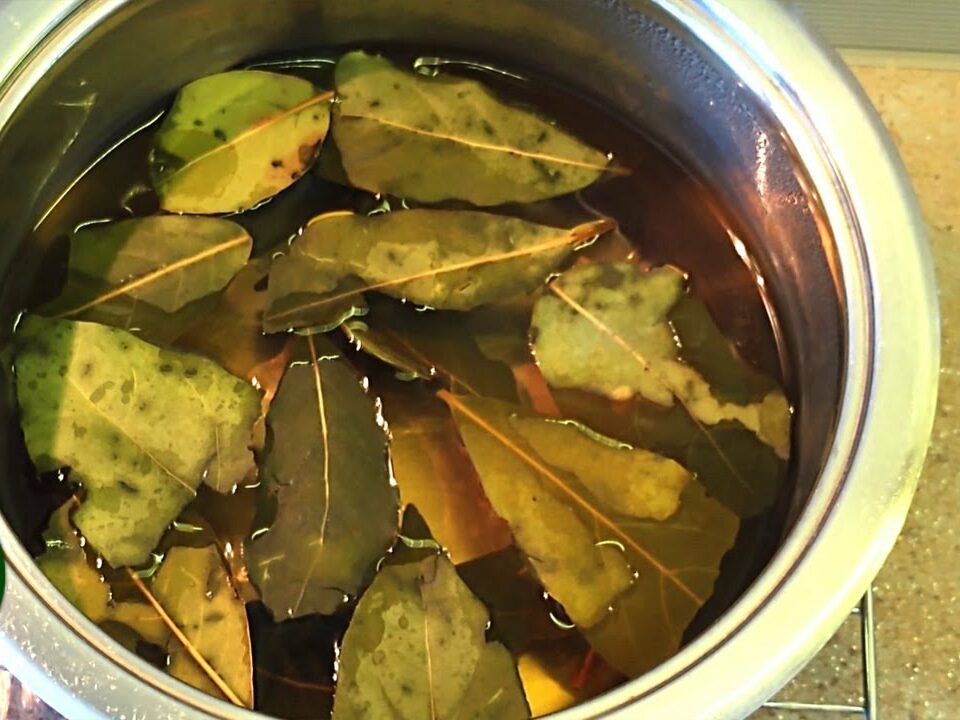 Boil Bay Leaves, Drink the Liquid, and Get Rid of Coughs and Many Diseases