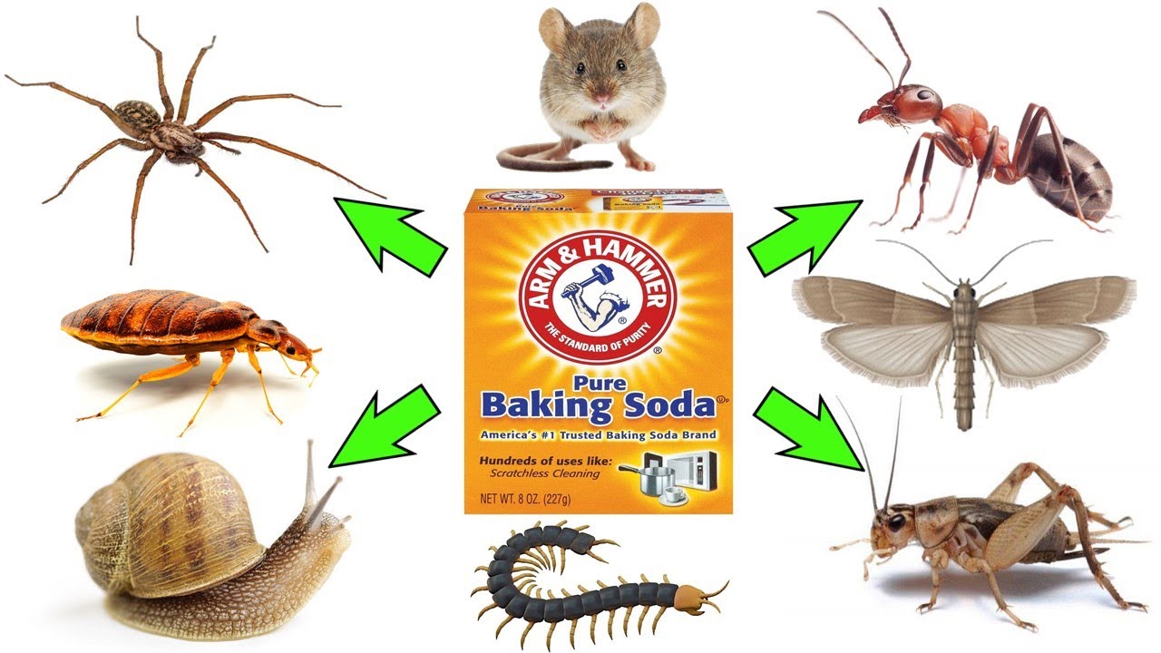 How to Use Baking Soda to Get Rid of Pests: Cockroaches, Fleas, Ants, Moths, Mice/Rats, Spiders, and More