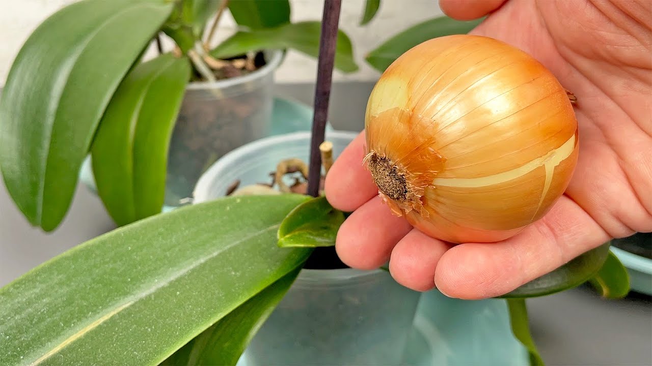 Just 1 Onion! And Your Orchid Blooms Continuously All Year Round! 🌸 (Did You Know That?)