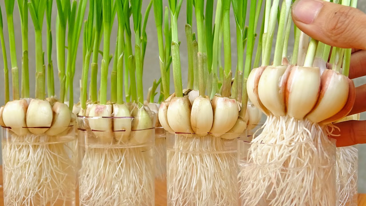 How to grow garlic in plastic bottles with water for many bulbs and large leaves