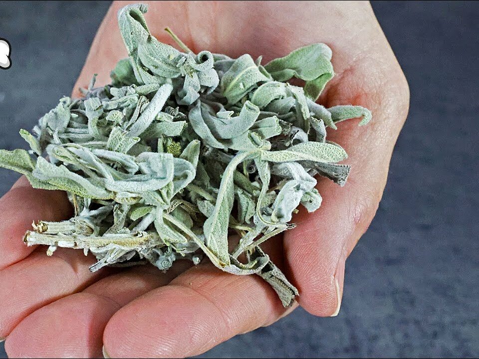 Death Begins in the Intestines! Why Die If You Have This Plant? Discover the Benefits of Sage