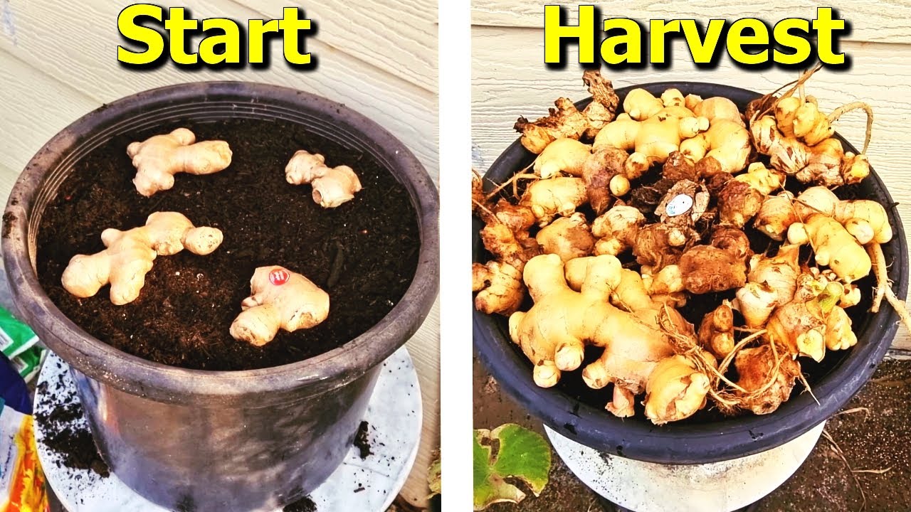 How to Grow Ginger from Store-Bought Ginger in Containers