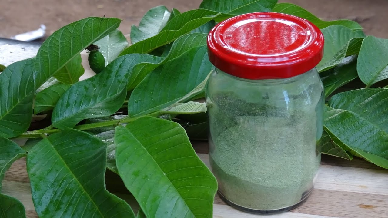 How to Make Guava Leaves Powder at Home (Did You Know That?) 🌿