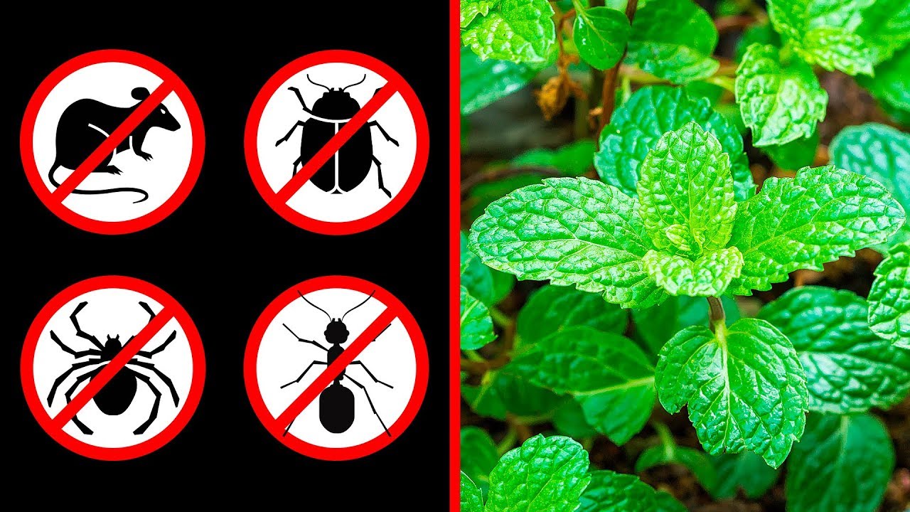 Mint: The Natural Repellent You Need in Your Home