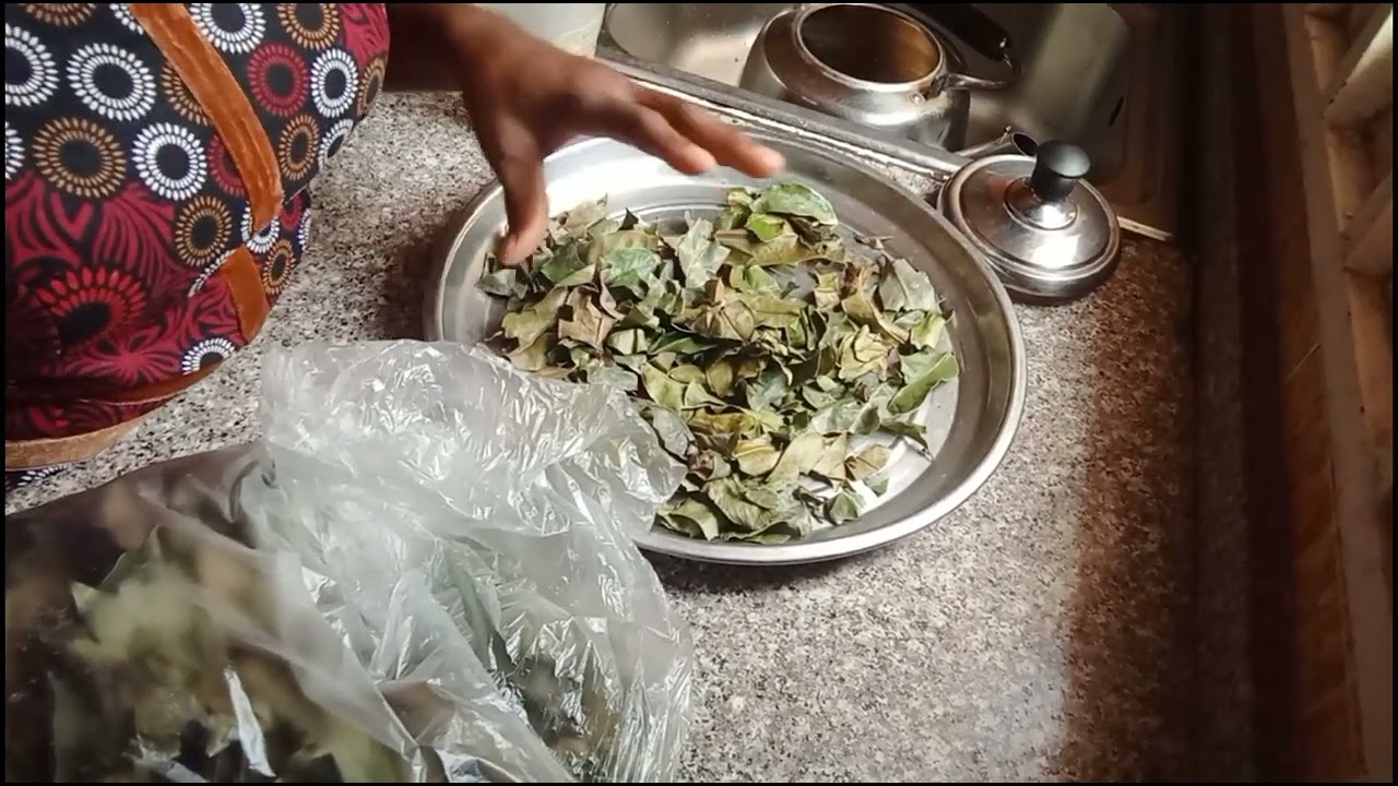 How to Make Soursop Leaves for Tea (Did You Know That?) 🍃🍵