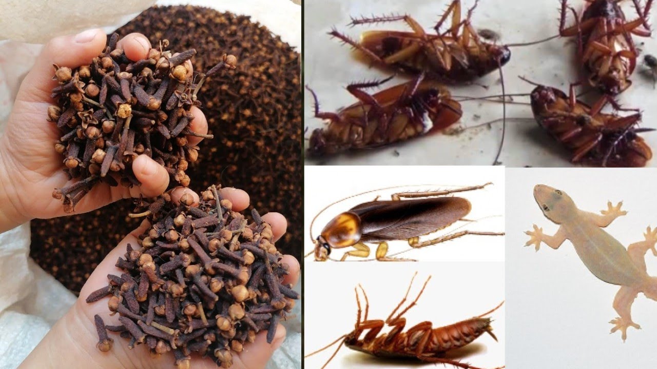 Magic Clove: Get Rid of Cockroaches Within 5 Minutes | Home Remedy