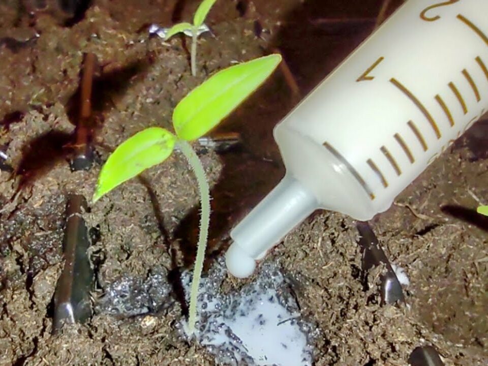 Boost Your Tomato Seedlings with Baking Soda: A Natural Growth Enhancer