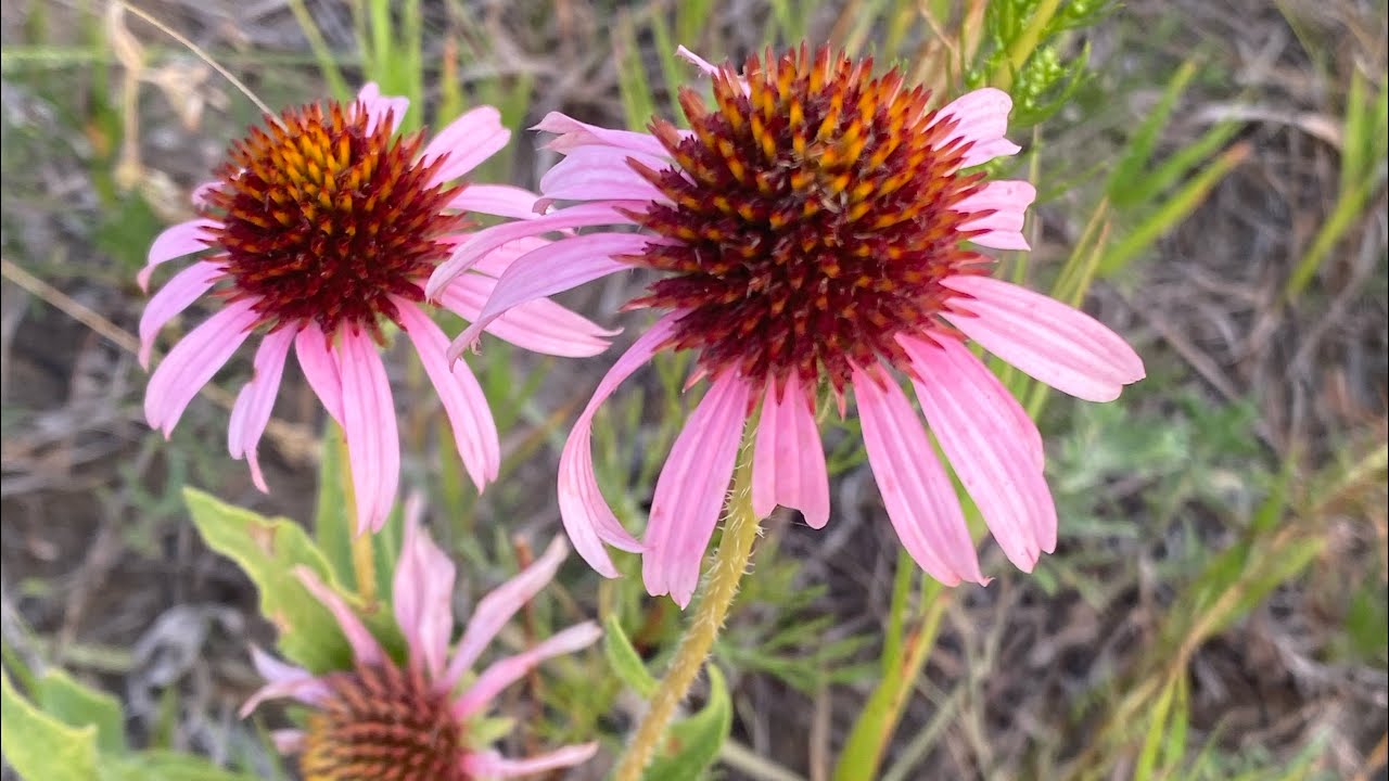 Herbal Spotlight: Echinacea! Plus, an Herbal Mouthwash Recipe 🦋