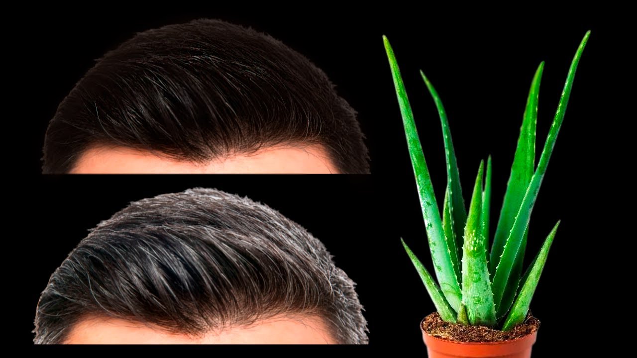 Gray Hair Will Disappear! Unbelievable! Aloe Vera Recipe to Erase Gray Hair Like an Eraser