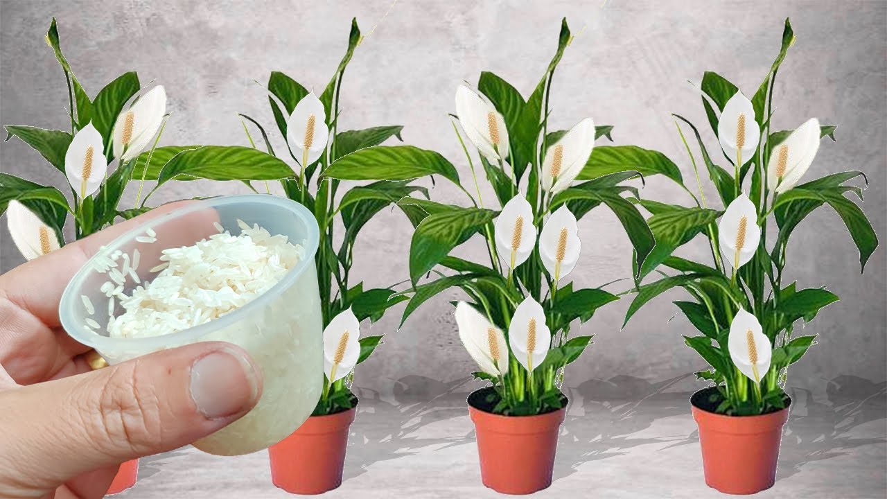 Just 1 Glass Makes Spathiphyllum Explode with So Many Flowers (See the Incredible Result) – Rice Water Miracle