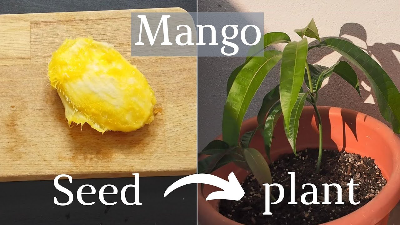 🥭 How to grow mango from seed