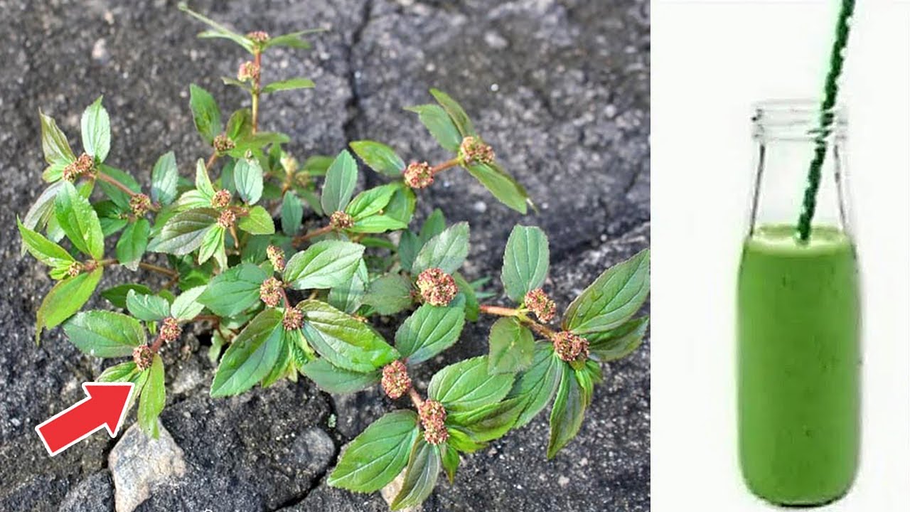 Just 1 Leaf of This Plant Is Worth a Gold Mine – Euphorbia Hirta (Did You Know That?)