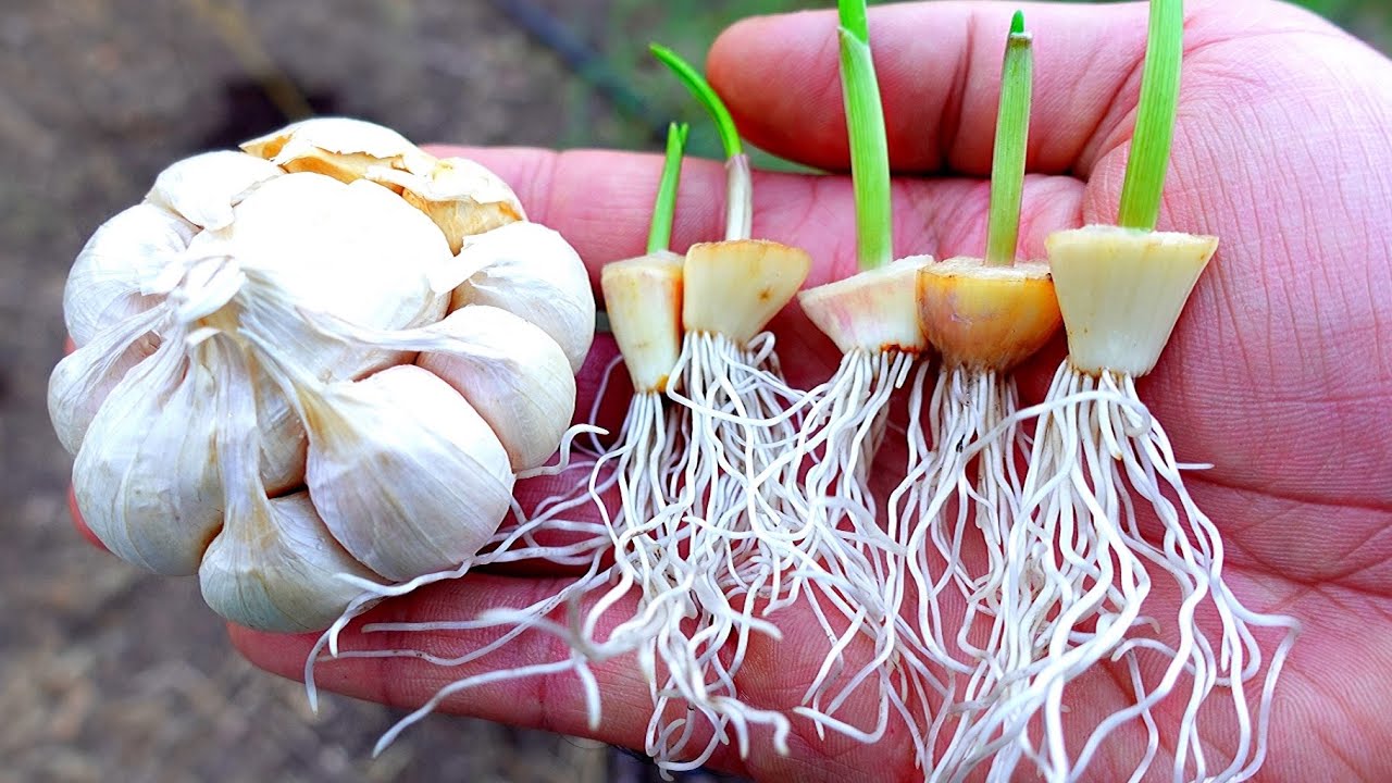 You DO NOT need a Whole GARLIC to Grow GARLIC at Home!!!